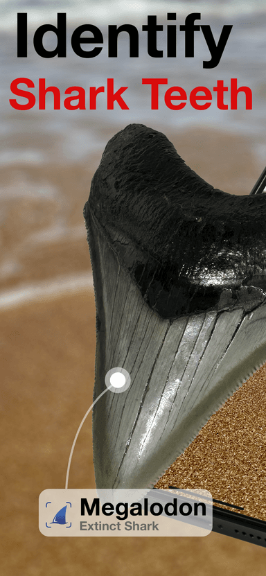 BeachBop® by Randolph Schilke - Screenshot 1
